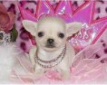 CHIHUAHUA FASHION STAR <3 SOLO ACCESSORI E VESTITINI FASHION A PREZZI LOW COST ! 